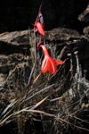 Flora Mount Keni 2