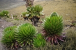 Flora Mount Keni 4