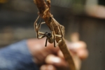 Jedovatý banánový pavouk z oblasti Mount Kenya