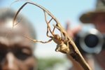 Jedovatý banánový pavouk z oblasti Mount Kenya 3