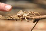 Jedovatý banánový pavouk z oblasti Mount Kenya 5