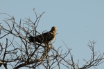 NP Masai Mara 3