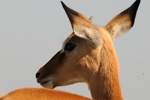 NP Masai Mara 4