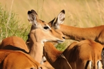 NP Masai Mara 5