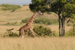 NP Masai Mara 6