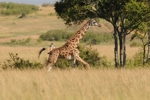NP Masai Mara 7