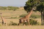 NP Masai Mara 8