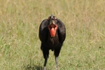NP Masai Mara 9