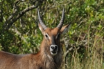 NP Masai Mara 10