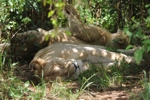 NP Masai Mara lvy