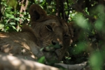 NP Masai Mara lvy 2