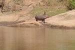 Uganda Viktoria Nil 3
