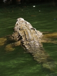 Krokodyli v kaňonu