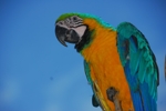 Isla de Margarita